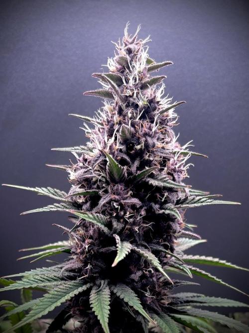 Hydro. Week 12