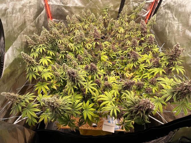 Hydro. Week 13