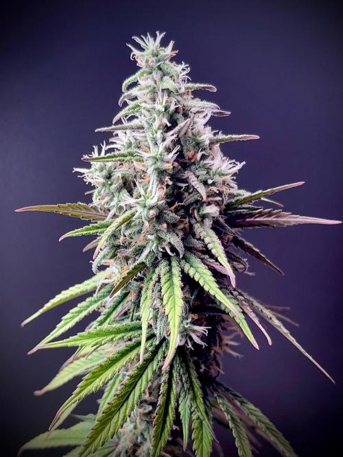 Hydro. Week 13