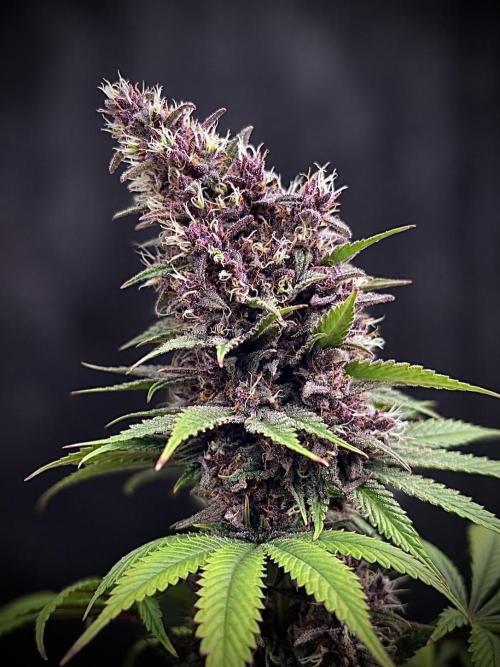 Hydro. Week 13