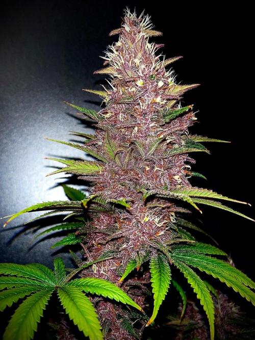 Hydro. Week 13