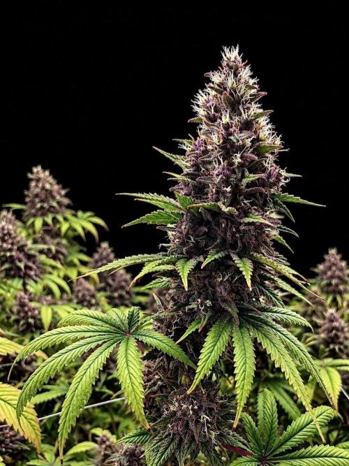 Hydro. Week 14