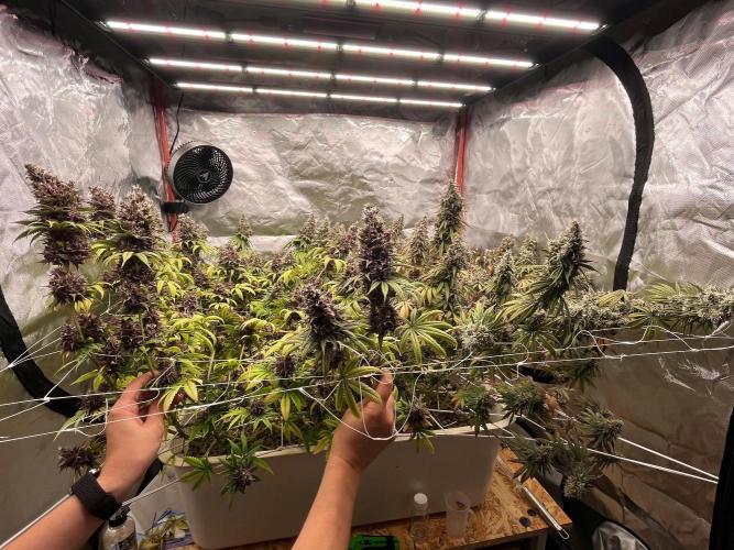 Hydro. Week 14