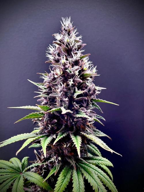 Hydro. Week 14