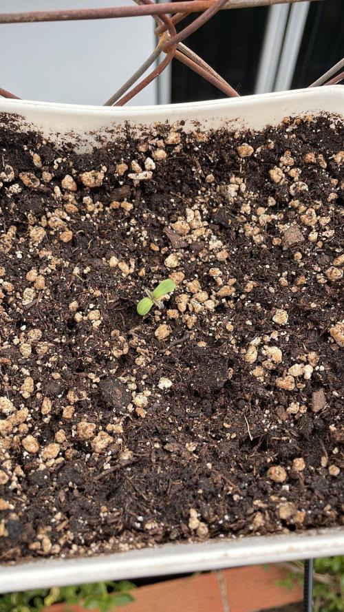 Cultivo Guerrilla 2026. Week 0 - KB