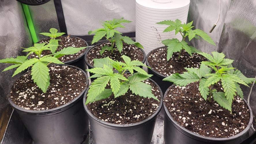GrowHub E42A Controller. Week 3