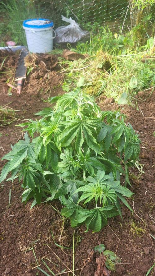 Dynamite Diesel. Week 1