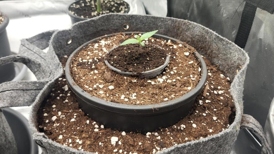 Green Gelato 4 Wochen Veg #1. Week 1