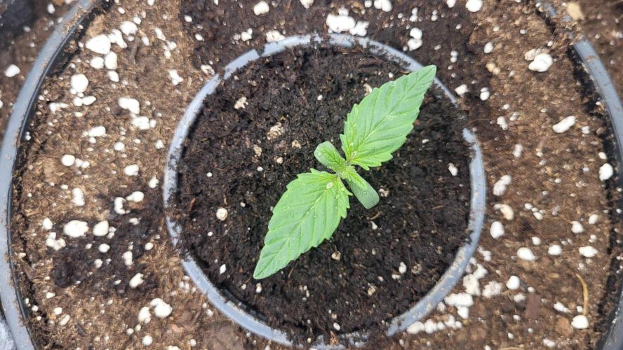 Green Gelato 4 Wochen Veg #1. Week 1