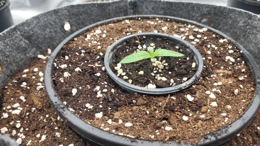 Green Gelato 4 Wochen Veg #2. Week 1