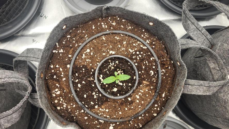 Green Gelato 4 Wochen Veg #2. Week 1
