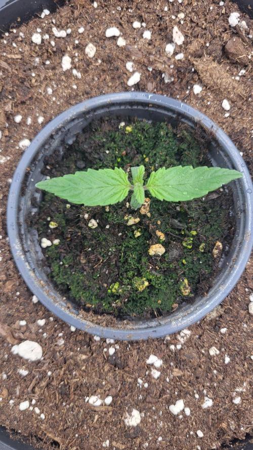 Green Gelato 4 Wochen Veg #3. Week 1