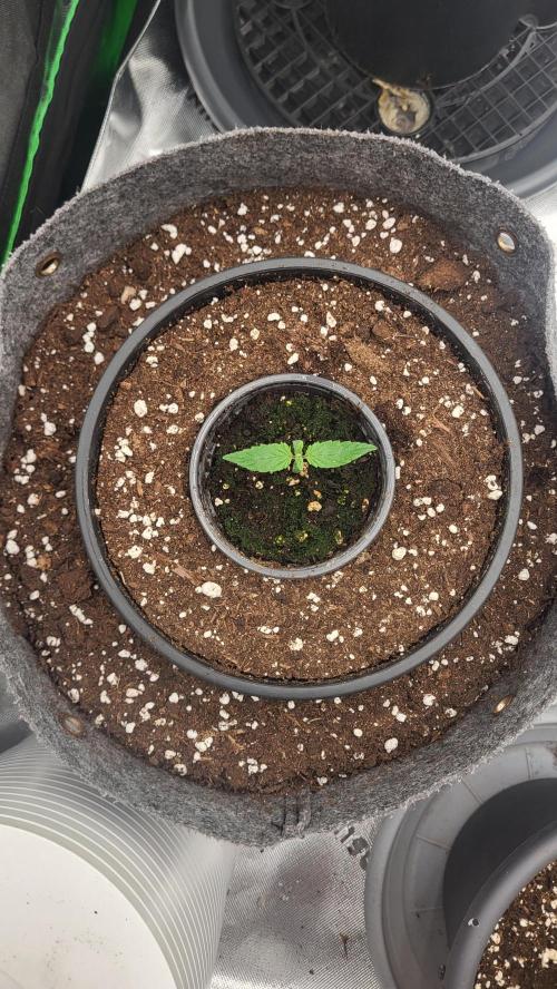 Green Gelato 4 Wochen Veg #3. Week 1