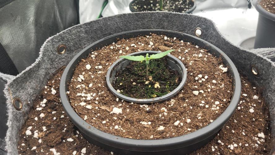Green Gelato 4 Wochen Veg #3. Week 1
