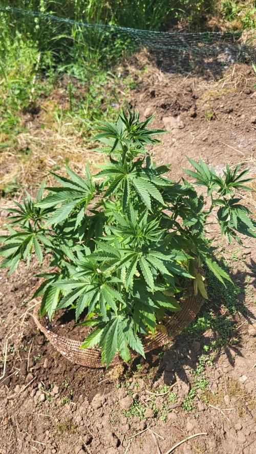 Dynamite Diesel. Week 2