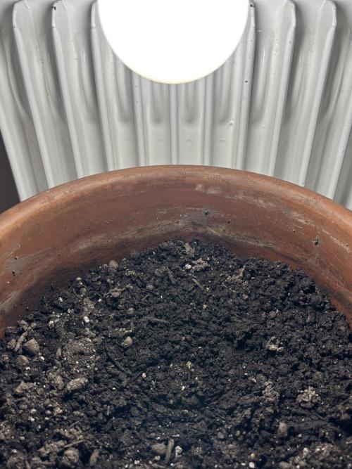 Pineapple Express Automatic. Week 0 - Seed in the final pot (14 L) with Sonnenerde Hanferde (Living Soil)
