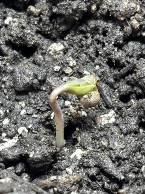 Pineapple Express Automatic. Week 0