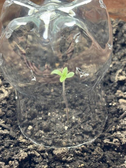 Pineapple Express Automatic. Week 0
