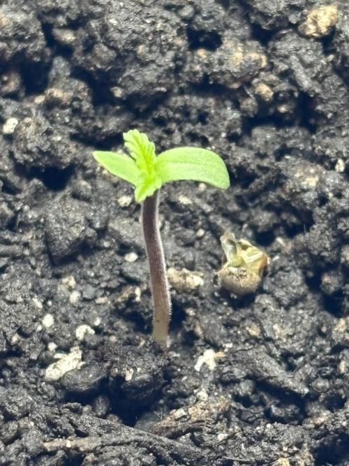 Pineapple Express Automatic. Week 0 - 2 day
