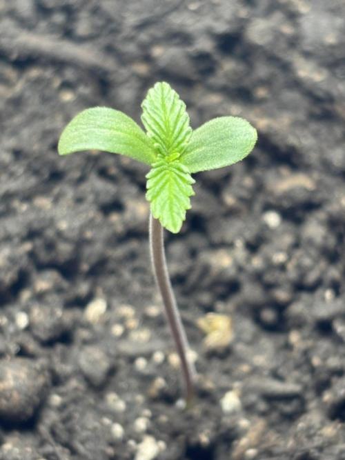 Pineapple Express Automatic. Week 0