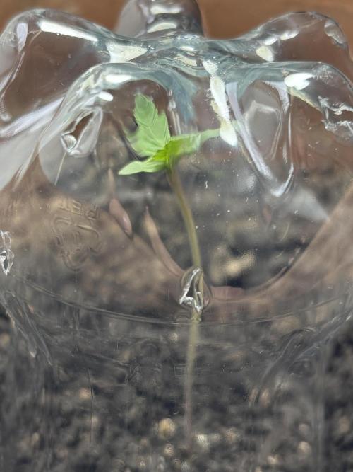 Pineapple Express Automatic. Week 0