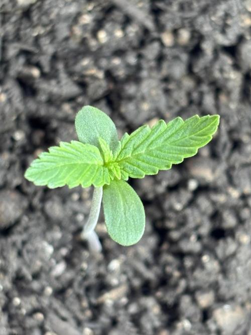Pineapple Express Automatic. Week 0
