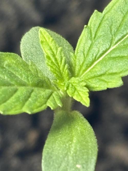 Pineapple Express Automatic. Week 0