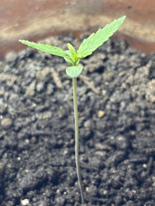 Pineapple Express Automatic. Week 0