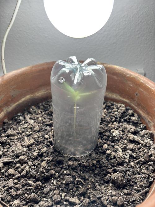 Pineapple Express Auto. Week 0