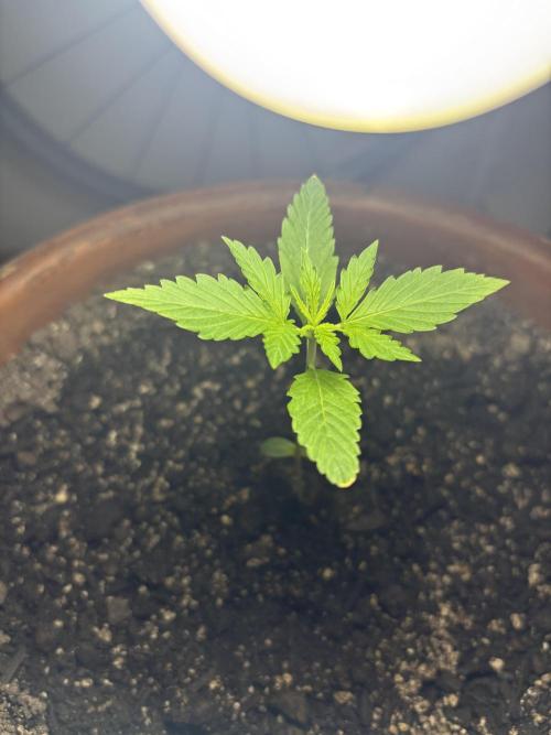 Pineapple Express Automatic. Week 1