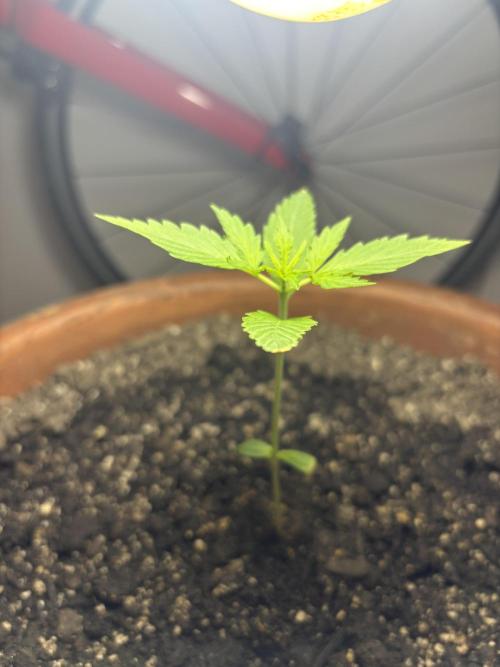 Pineapple Express Automatic. Week 1