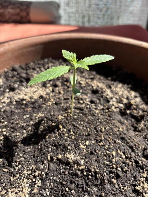 Pineapple Express Automatic. Week 1 - Addes 6 cm of fresh potting soil on top, …and direct sunlight on the balcony