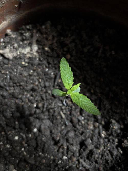 Pineapple Express Automatic. Week 1