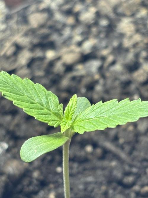 Pineapple Express Automatic. Week 1