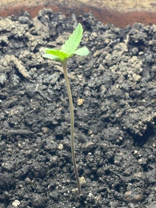 Pineapple Express Auto. Week 1