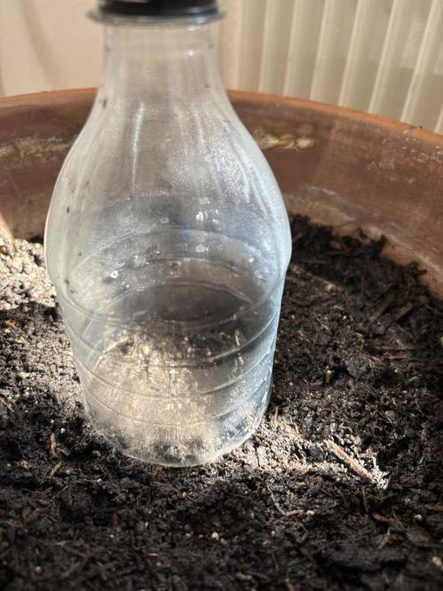 White Haze Automatic. Week 0 - Germination setting 