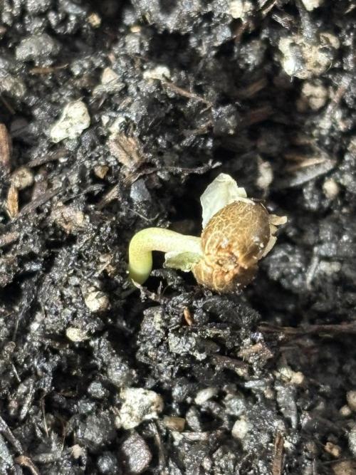 White Haze Automatic. Week 0 - 60 hours after sowing