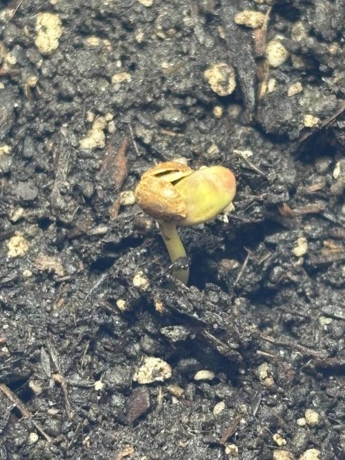 White Haze Automatic. Week 0 - 72 hours after sowing