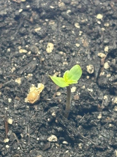 White Haze Automatic. Week 0 - Day two: the seedling has broken free from its seed coat