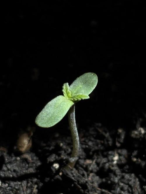 White Haze Automatic. Week 0 - …direct sunlight