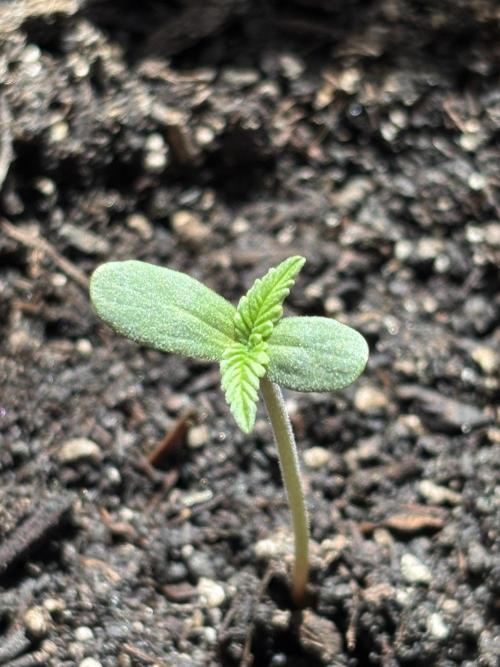White Haze Automatic. Week 0