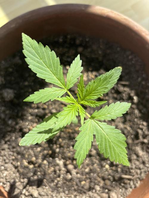 Pineapple Express Automatic. Week 2