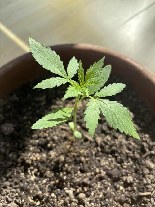 Pineapple Express Automatic. Week 2