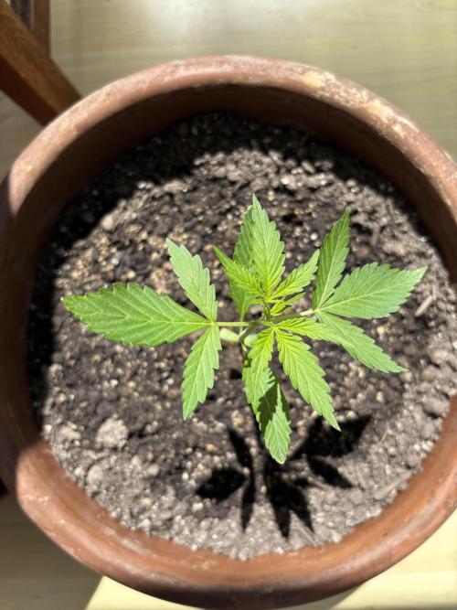 Pineapple Express Automatic. Week 2