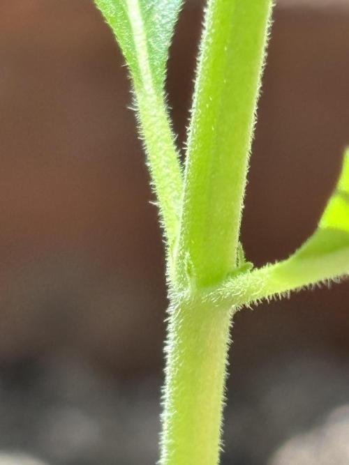 Pineapple Express Automatic. Week 2 - Übersetzter Text
The first branches are starting to show :-)