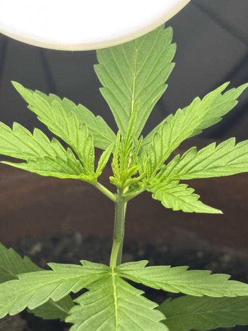 Pineapple Express Automatic. Week 2