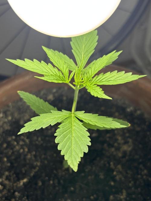 Pineapple Express Automatic. Week 2
