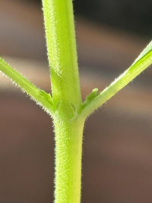 Pineapple Express Automatic. Week 2