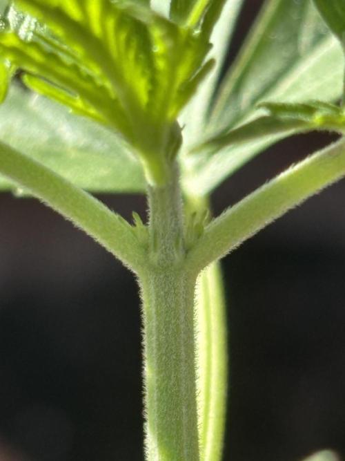 Pineapple Express Automatic. Week 2