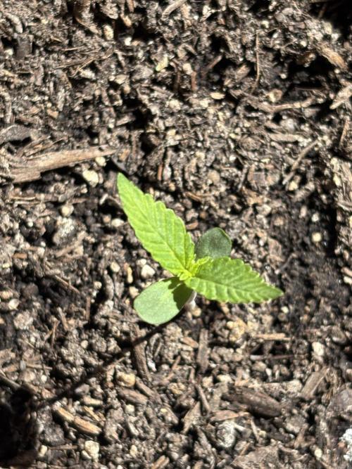 White Haze Automatic. Week 1